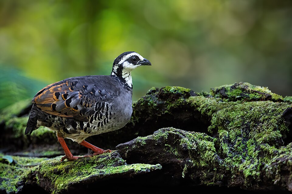 Grey-breasted Partridge