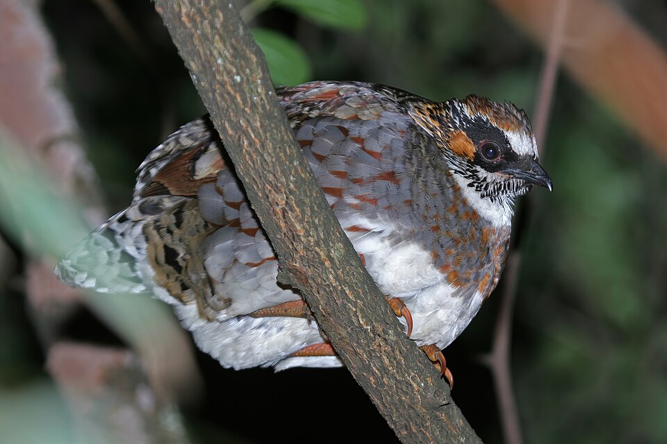 Sichuan Partridge