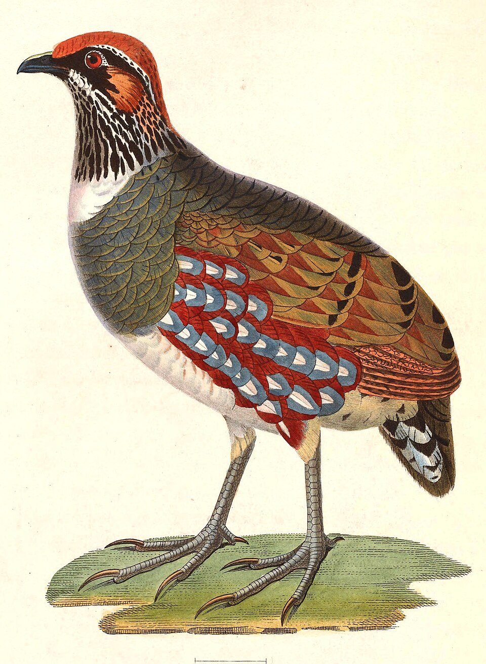 Hill Partridge