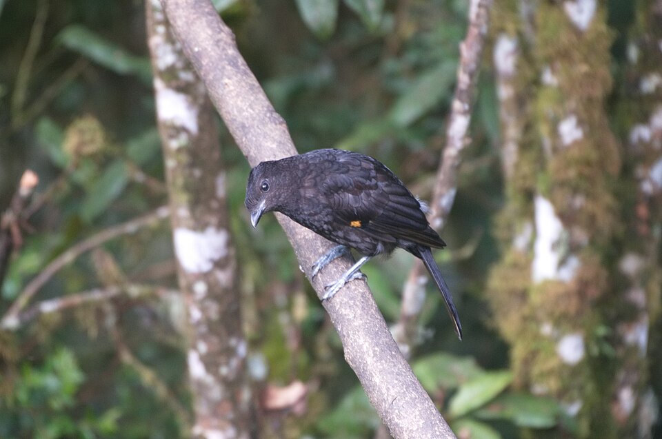 Archbold's Bowerbird