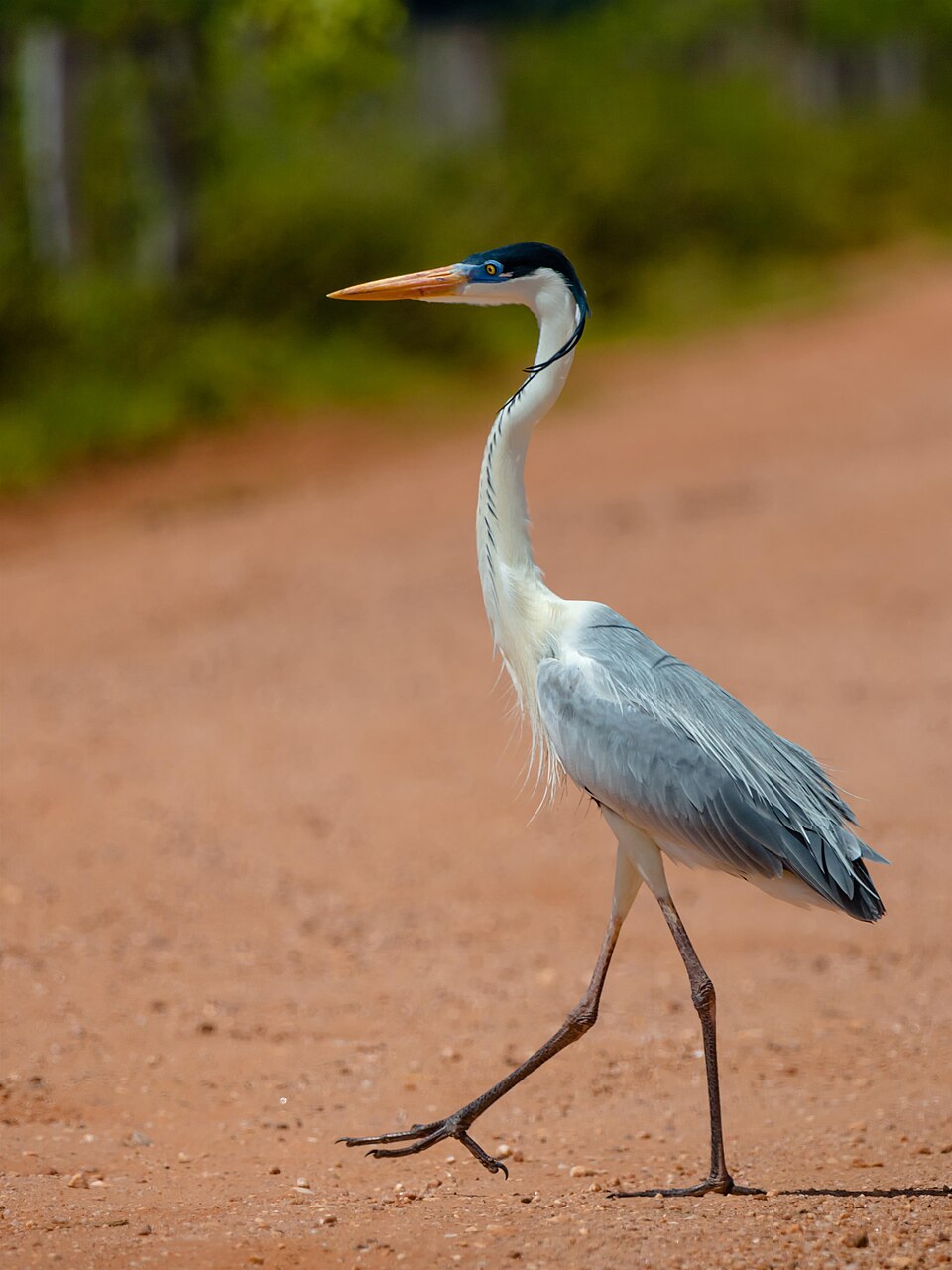 Cocoi Heron