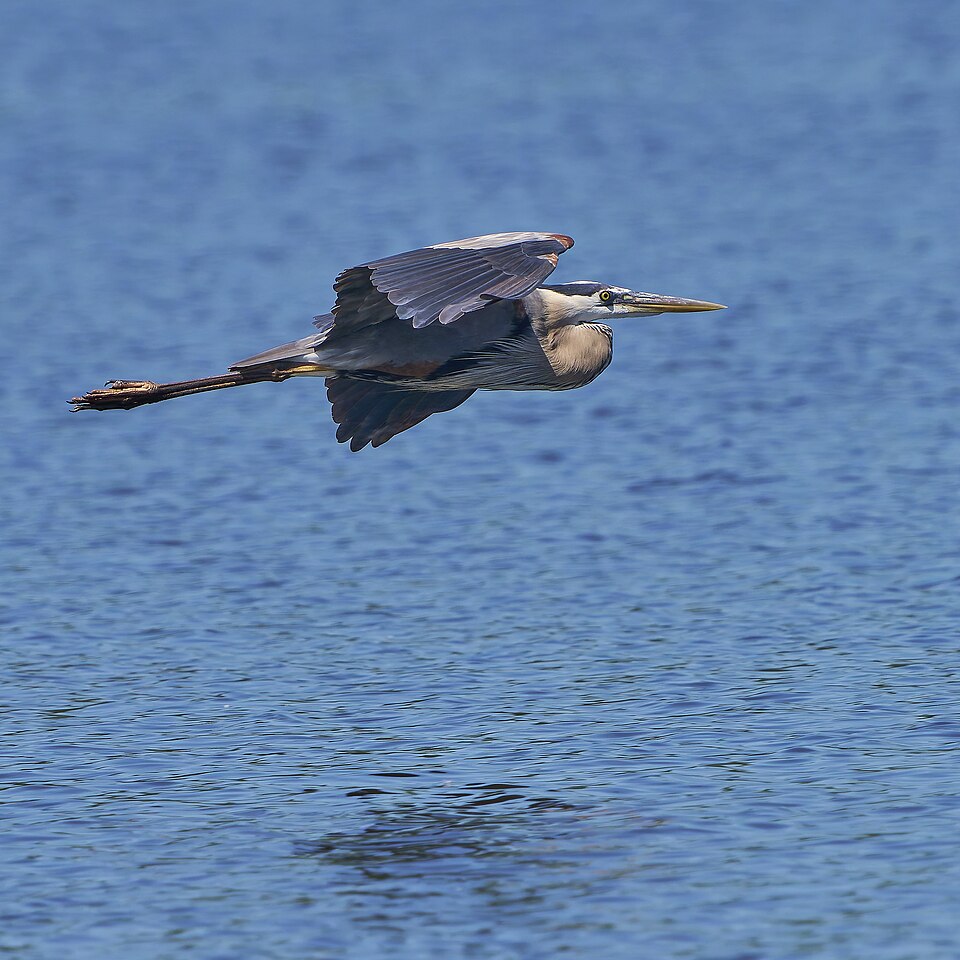 Great Blue Heron
