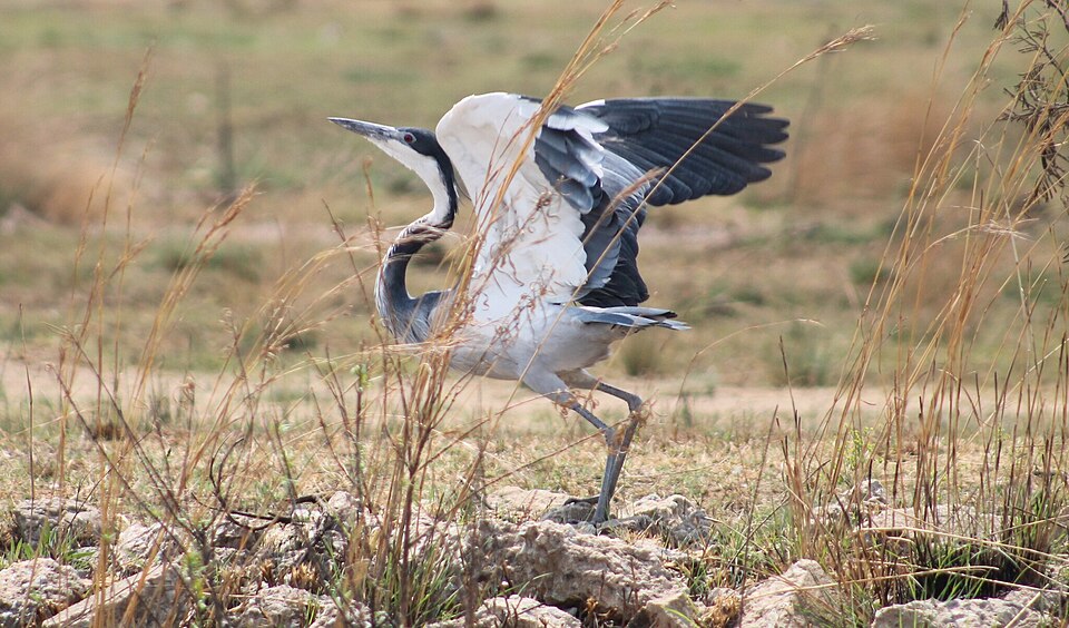 Black-headed Heron
