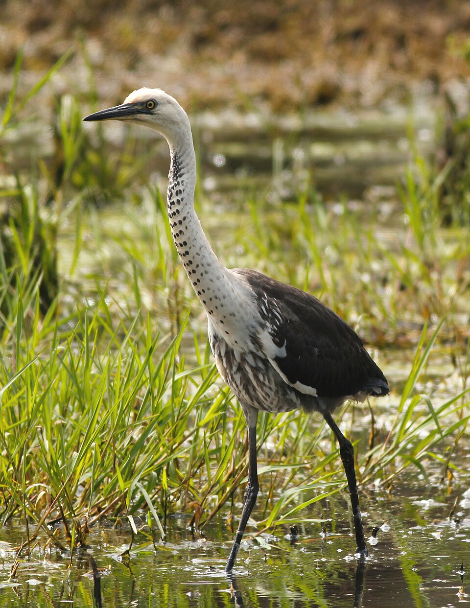 White-necked Heron
