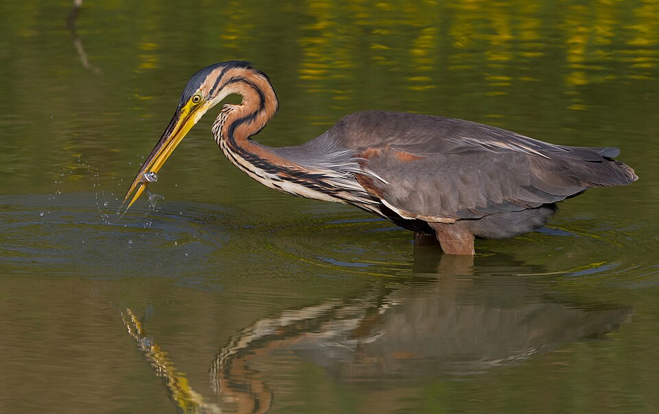 Purple Heron