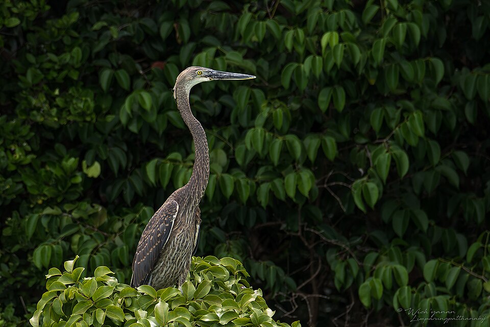 Great-billed Heron