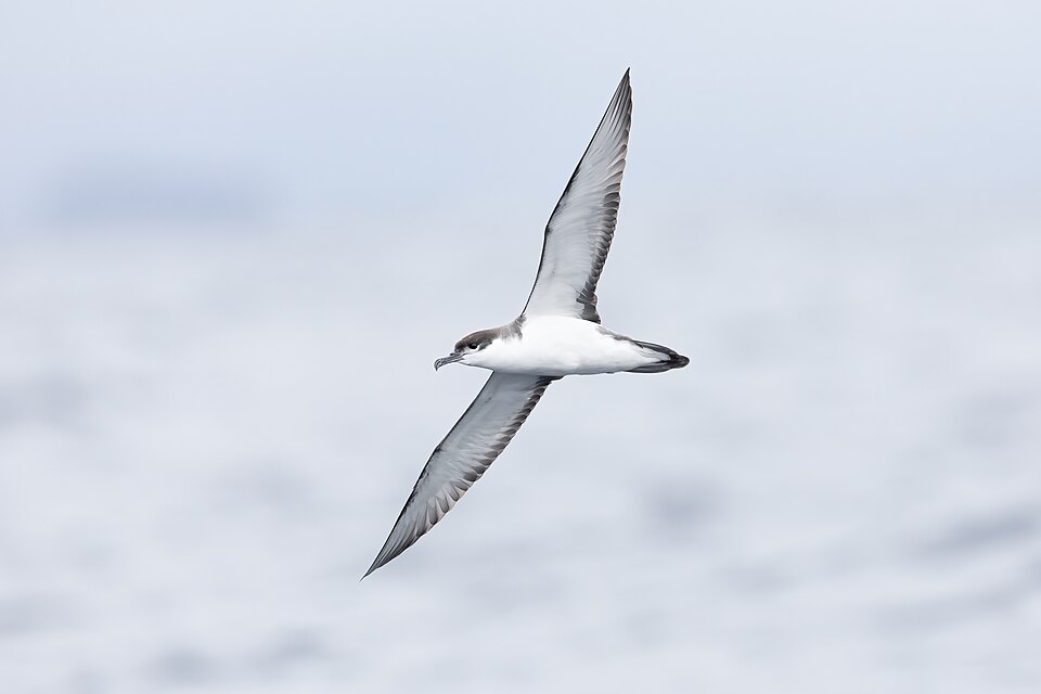 Buller's Shearwater