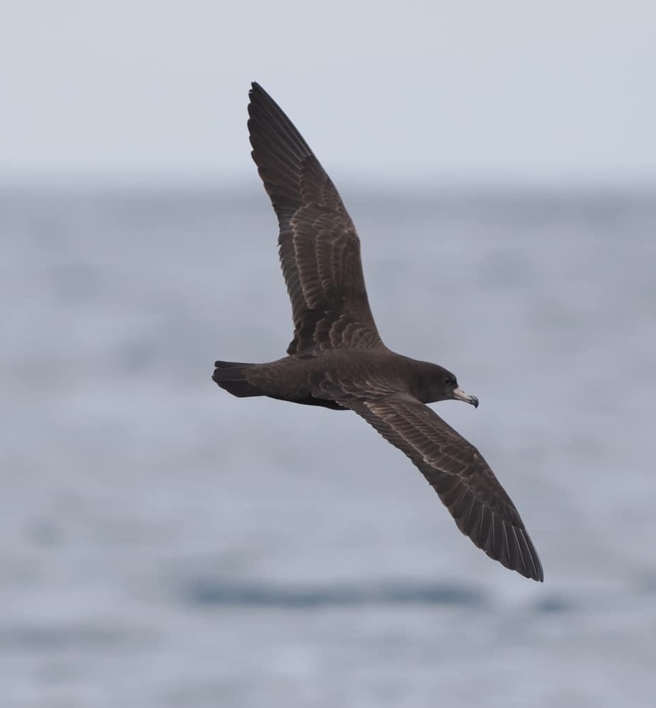 Flesh-footed Shearwater