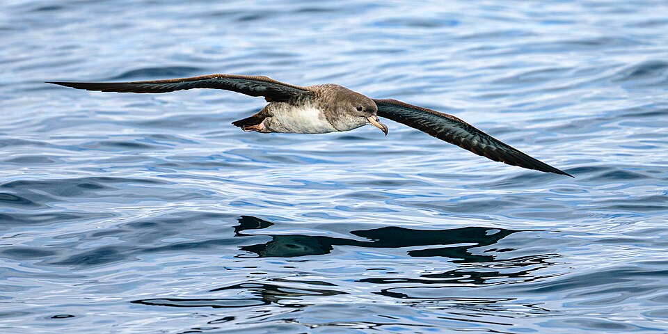 Pink-footed Shearwater