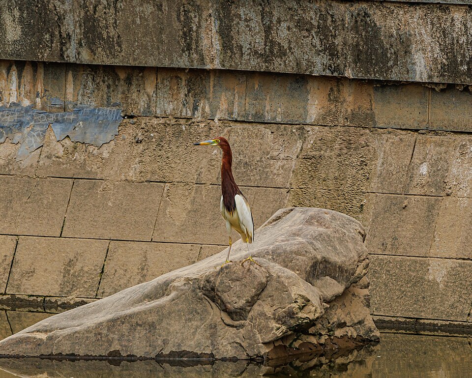 Chinese Pond Heron