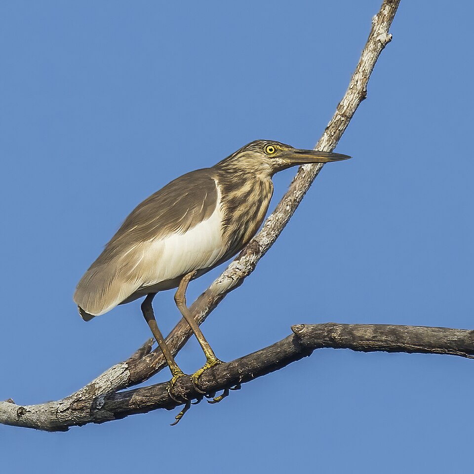 Indian Pond Heron
