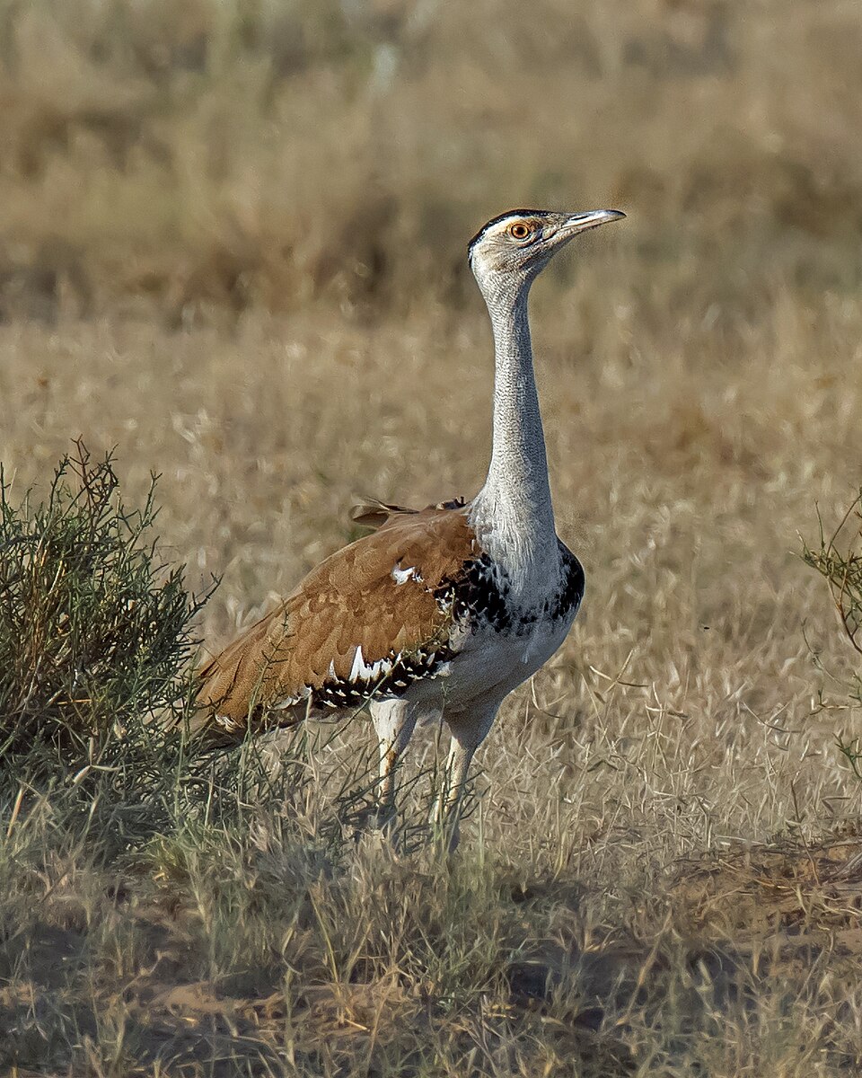 Great Indian Bustard