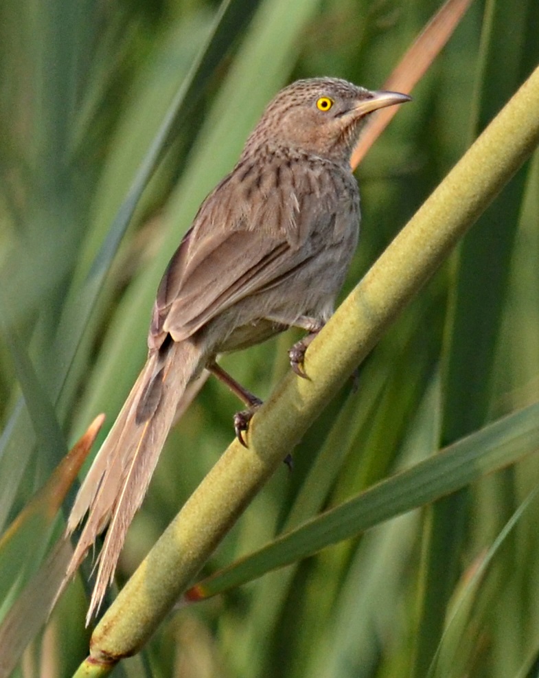 Striated Babbler