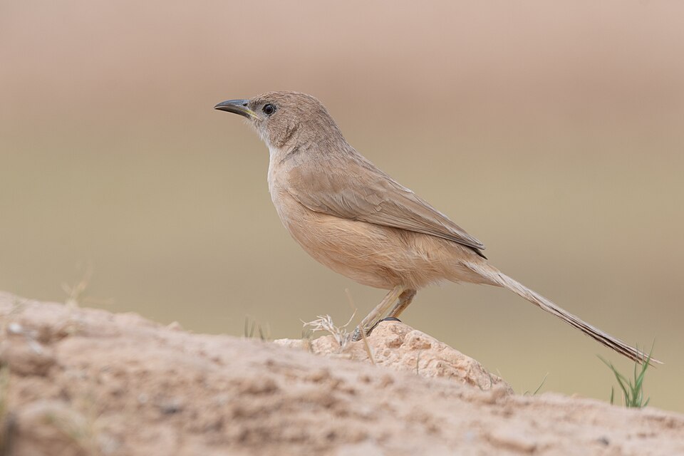Fulvous Babbler