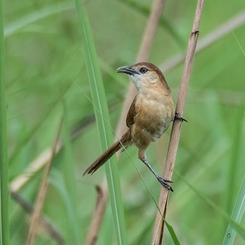 Slender-billed Babbler
