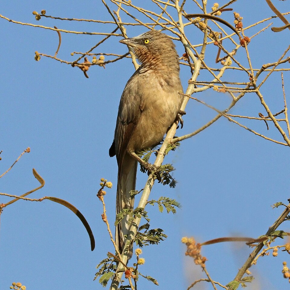 Large Grey Babbler
