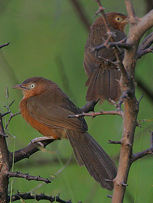 Rufous Chatterer