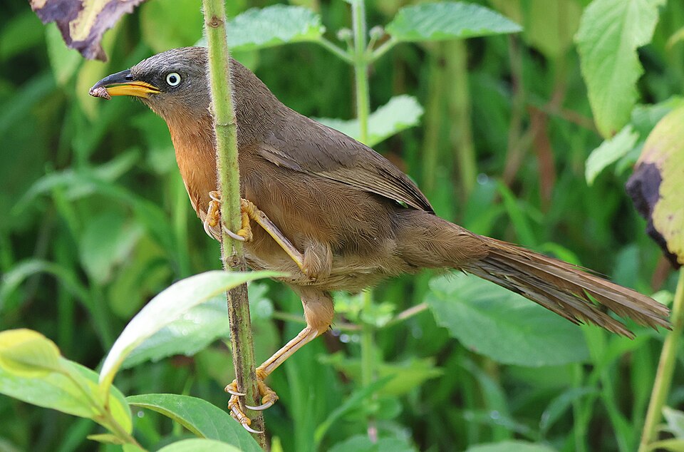 Rufous Babbler
