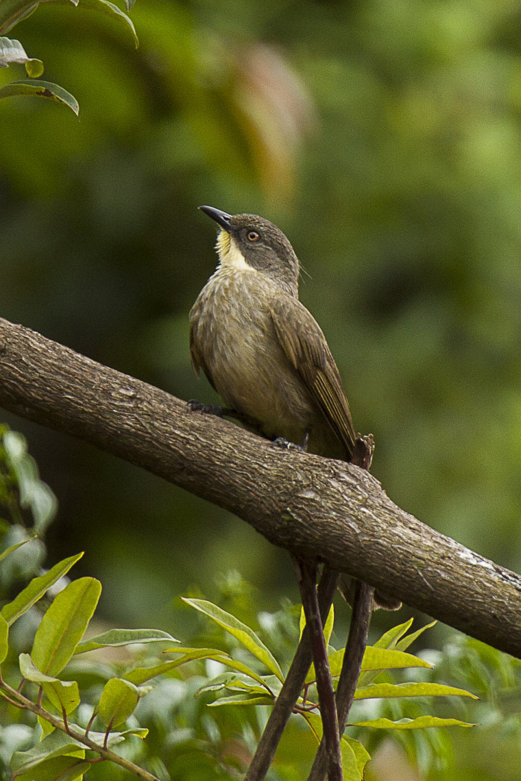 Yellow-throated Greenbul