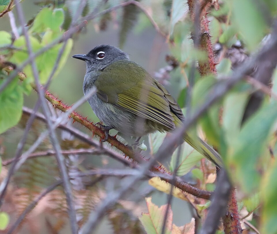 Black-browed Greenbul