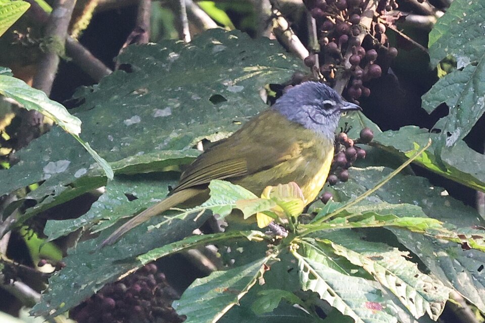 Olive-breasted Greenbul