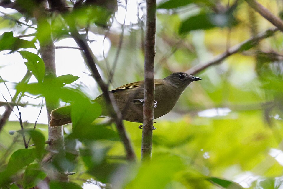 Shelley's Greenbul