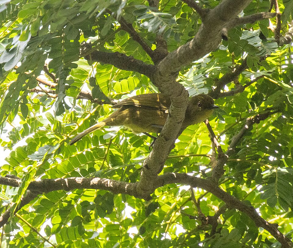 Cameroon Greenbul