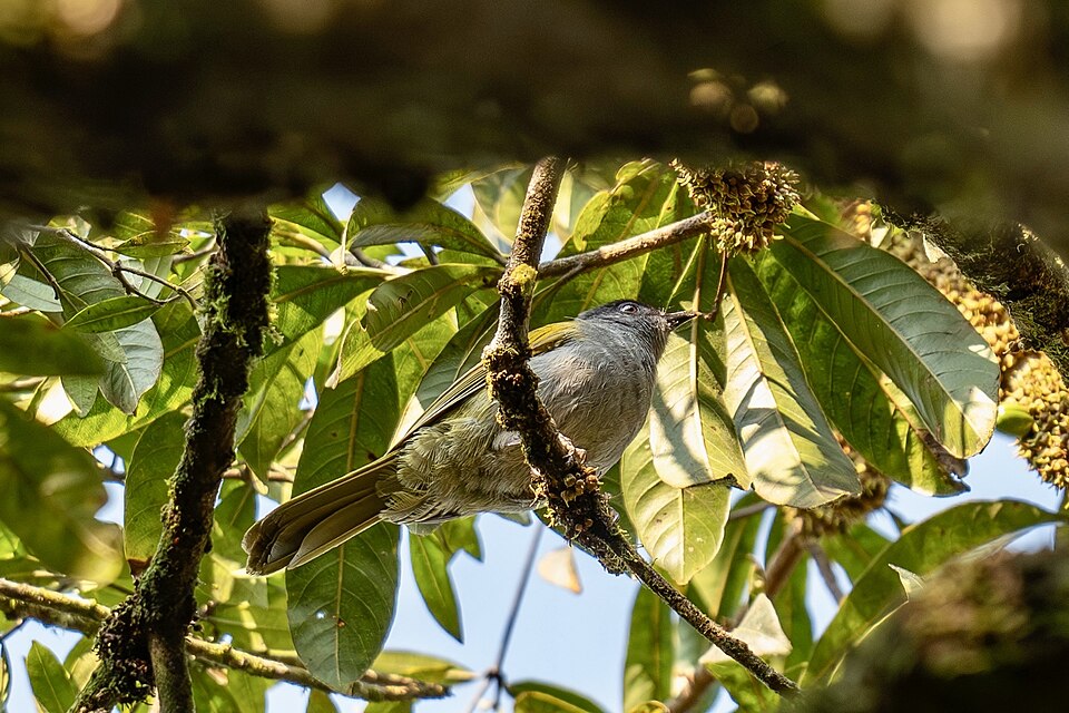 Uluguru Greenbul