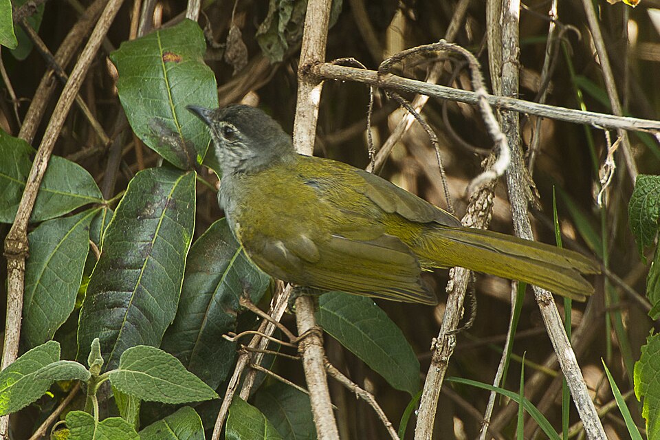 Mountain Greenbul