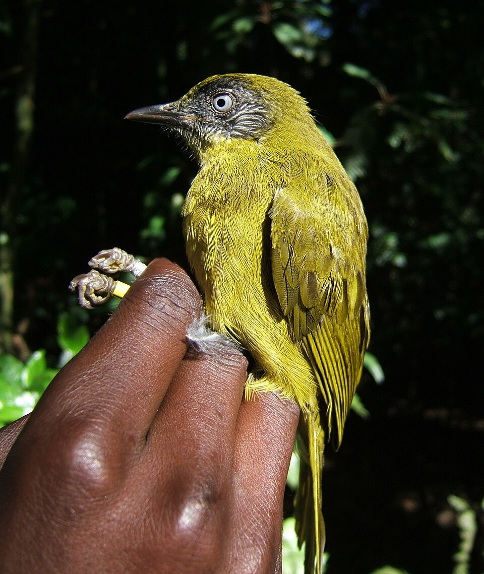 Olive-headed Greenbul