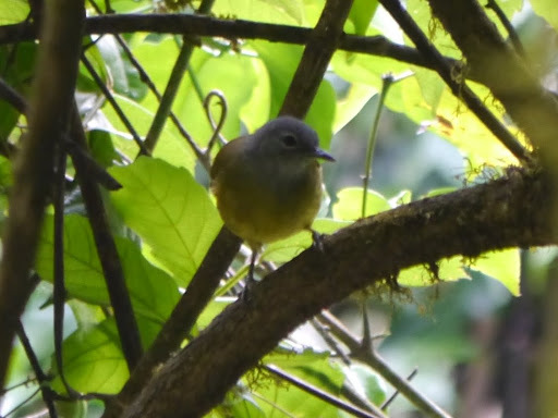 Western Greenbul