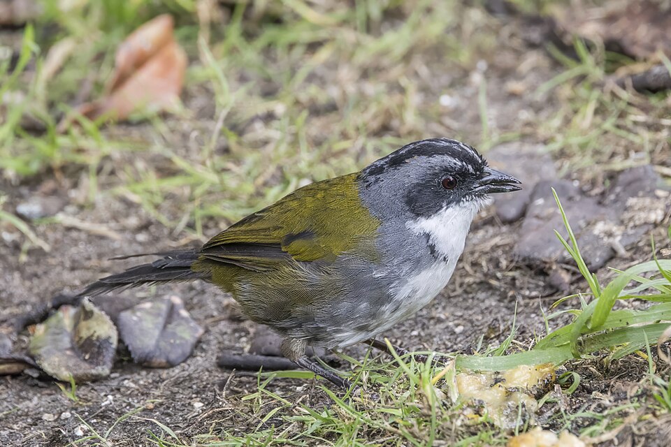 Grey-browed Brushfinch