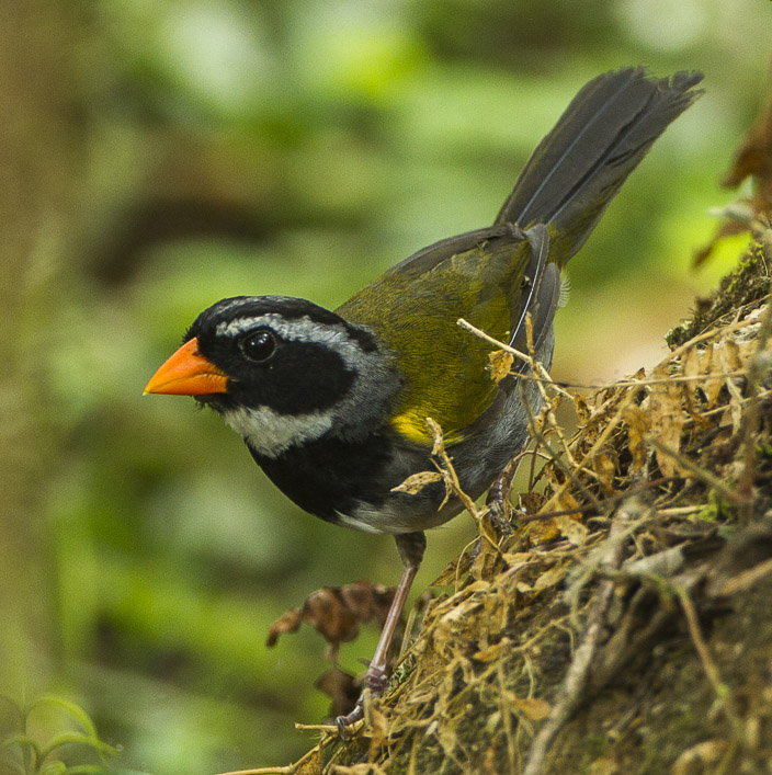 Orange-billed Sparrow