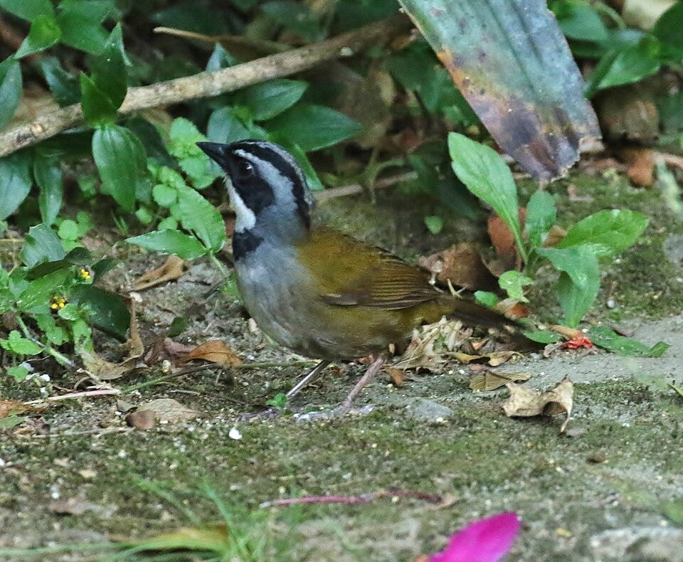 Sierra Nevada Brushfinch