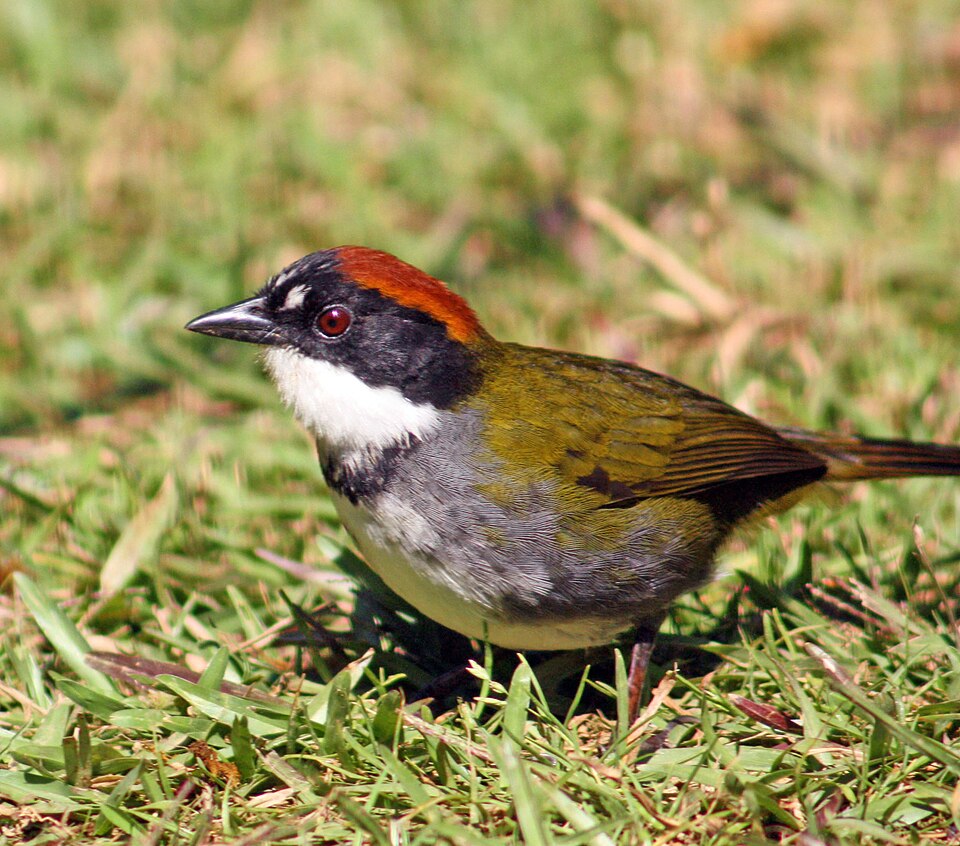 Chestnut-capped Brushfinch