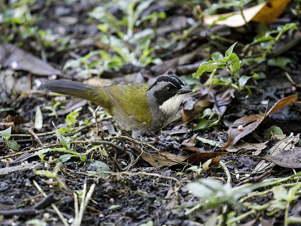 Costa Rican Brushfinch
