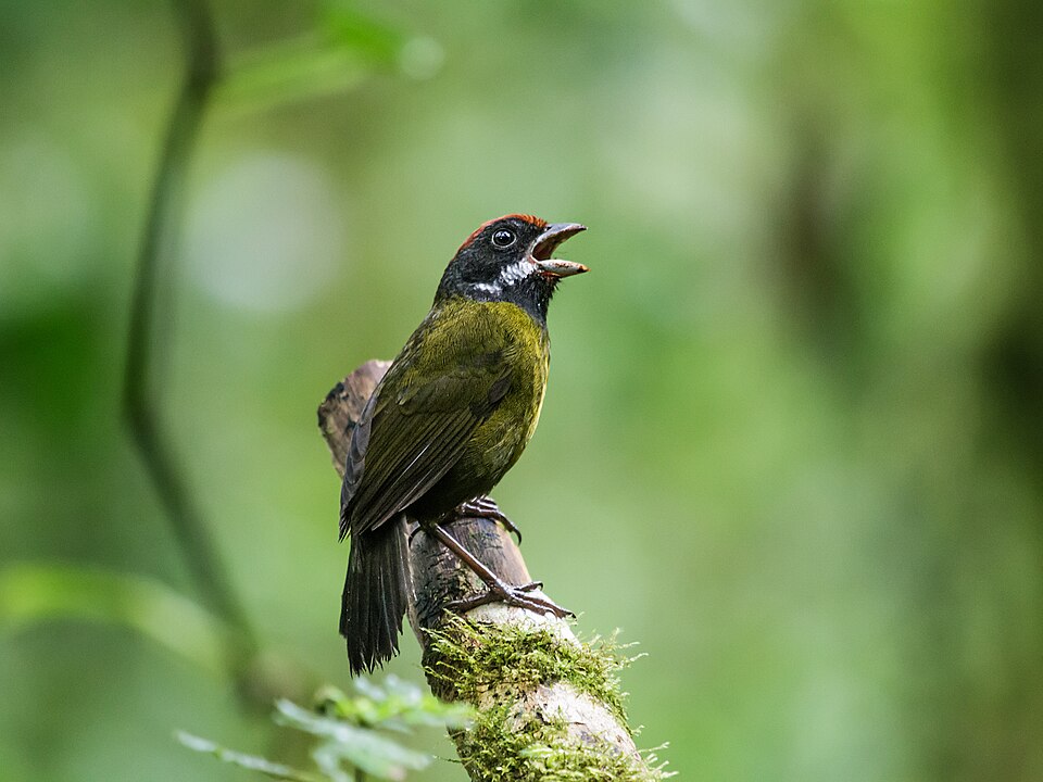 Sooty-faced Finch
