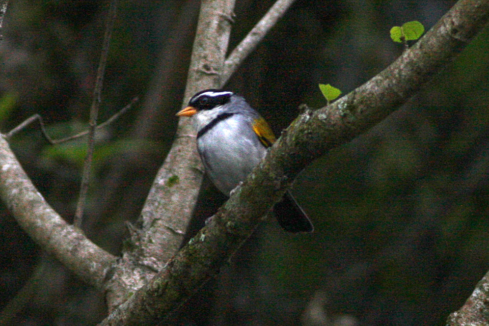 Moss-backed Sparrow
