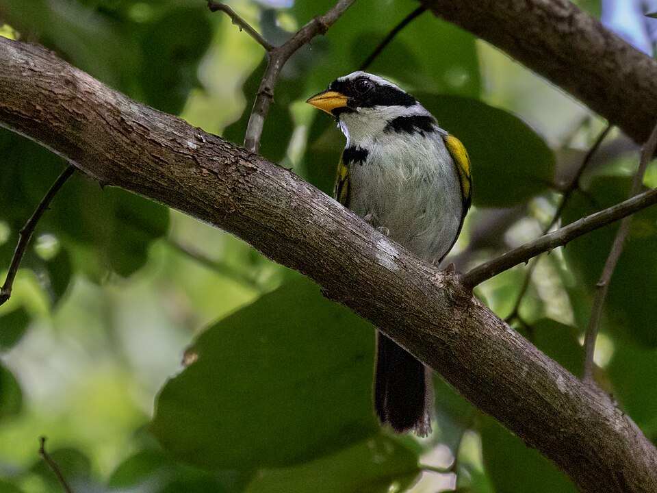 Sao Francisco Sparrow