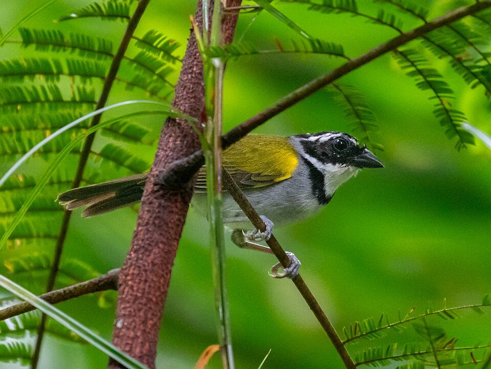 Pectoral Sparrow