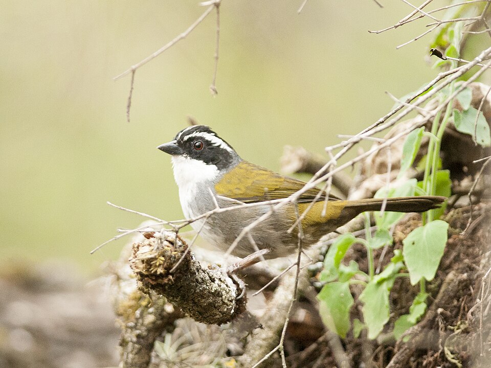 White-browed Brushfinch