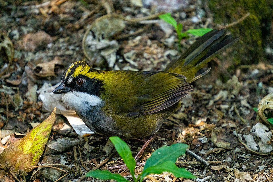 Green-striped Brushfinch