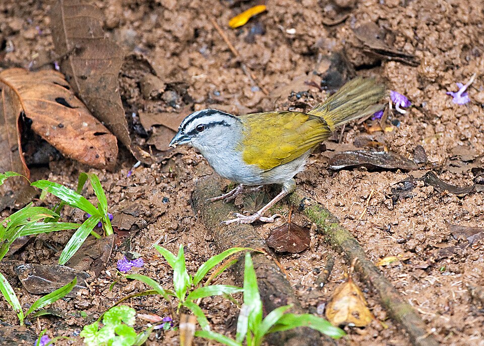 Black-striped Sparrow