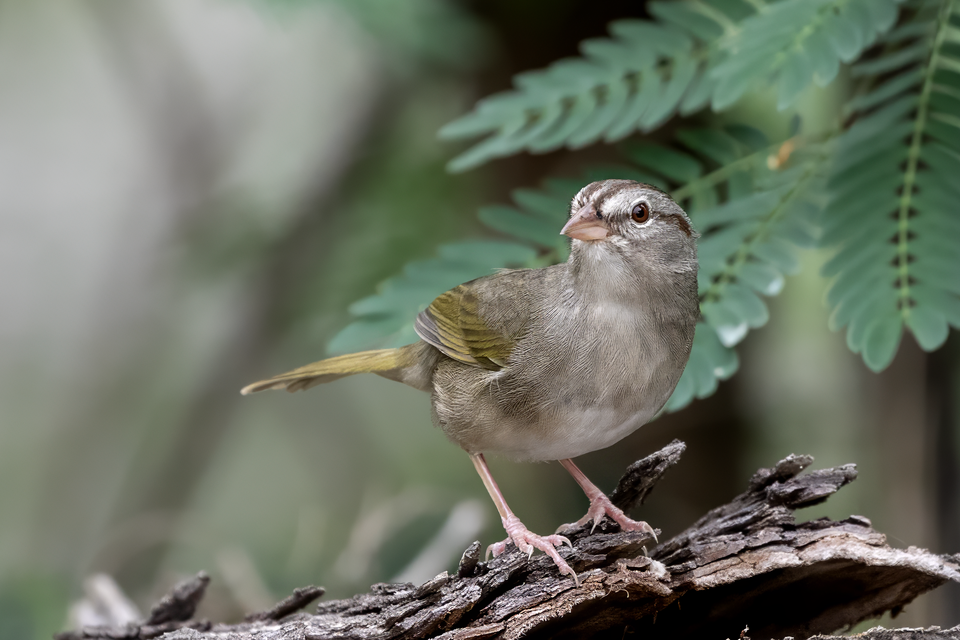 Olive Sparrow