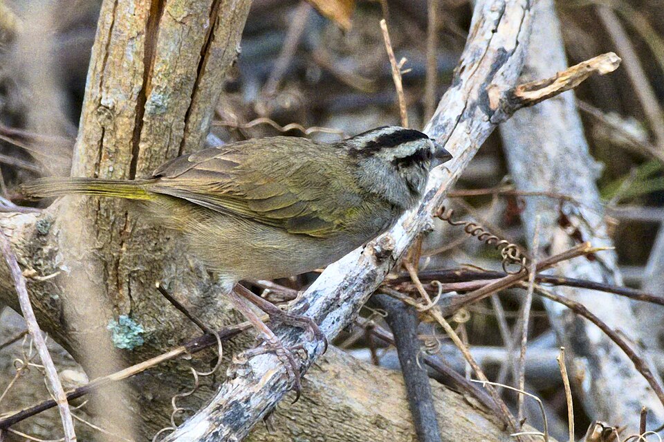 Tocuyo Sparrow