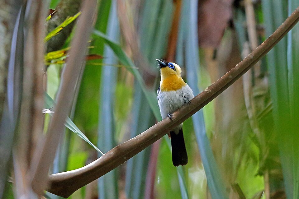 Ochre-collared Monarch