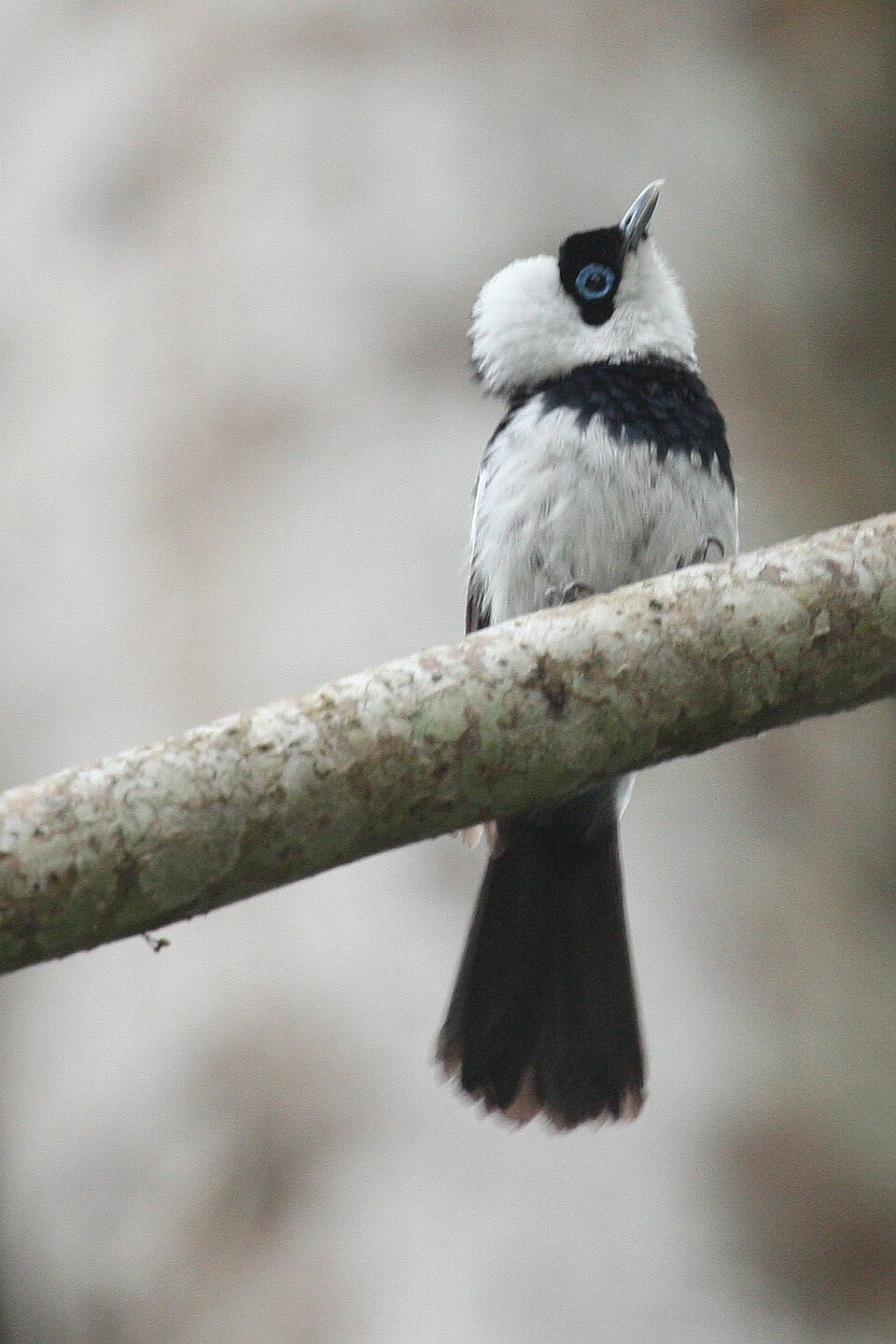 Pied Monarch