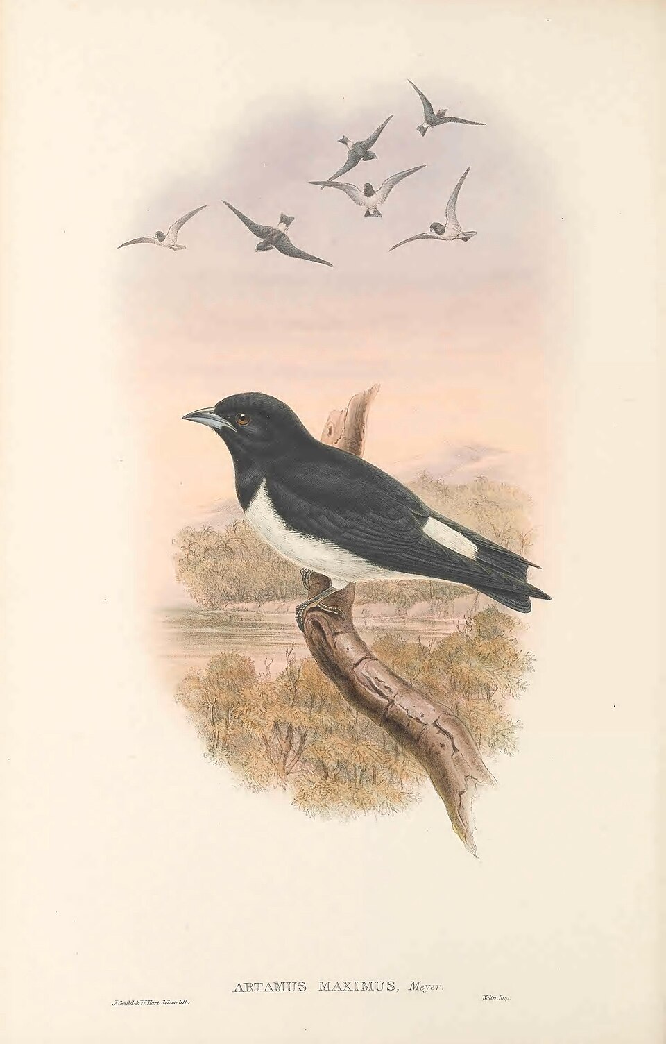 Great Woodswallow