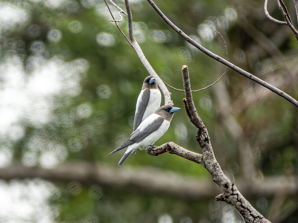 Ivory-backed Woodswallow