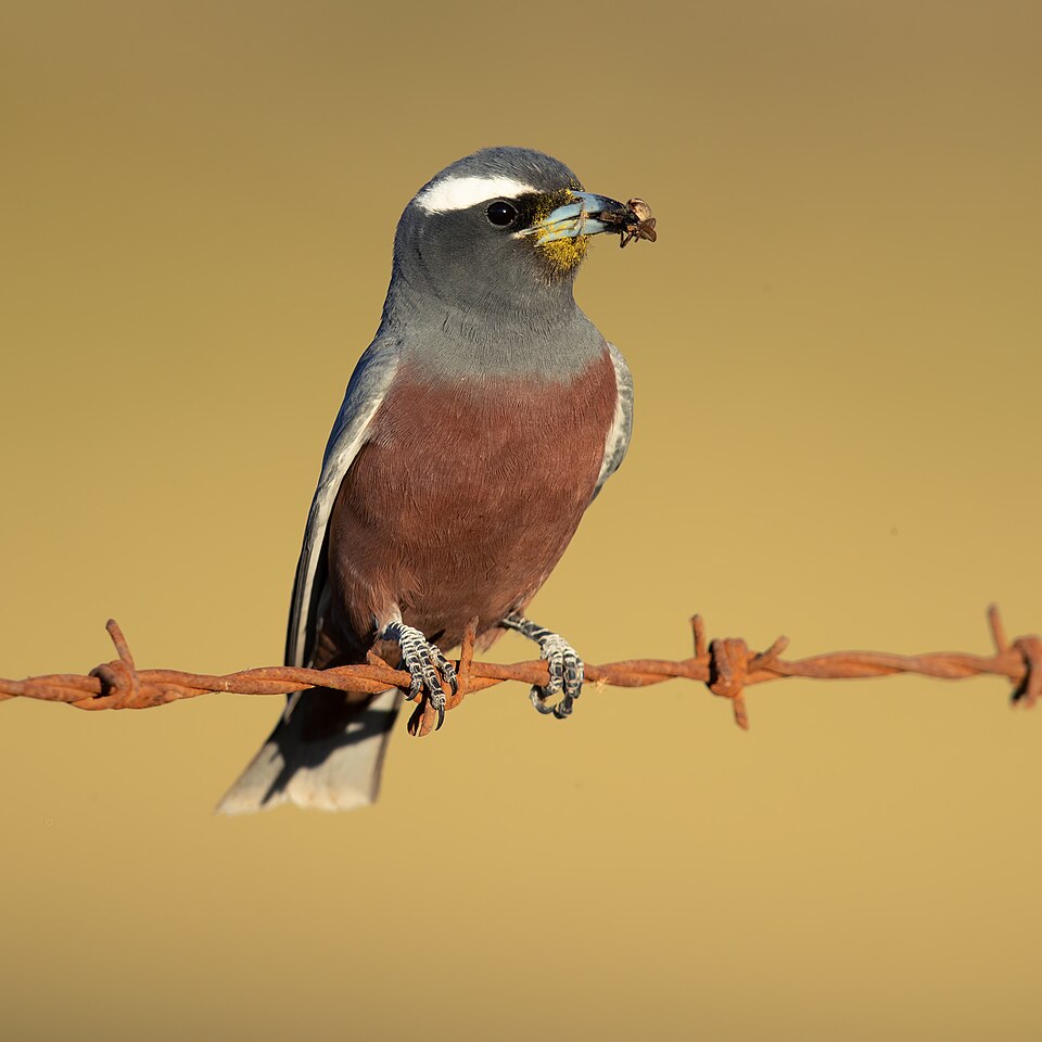 White-browed Woodswallow